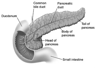 pancreas_duodenum_and_small_intestine