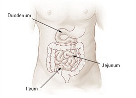 Illu_small_intestine