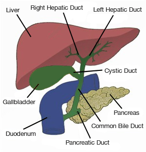 Liver - Bile Ducts N00988_H