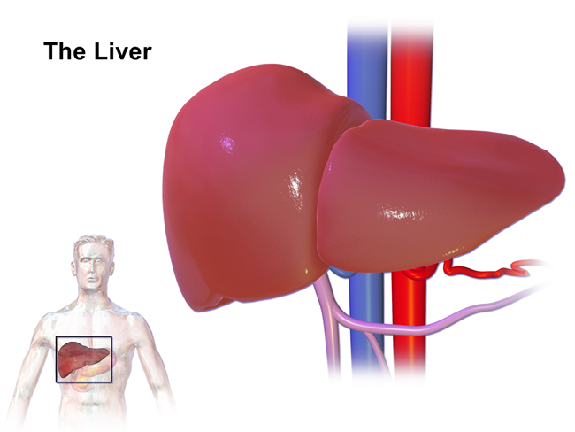 Liver Organ 