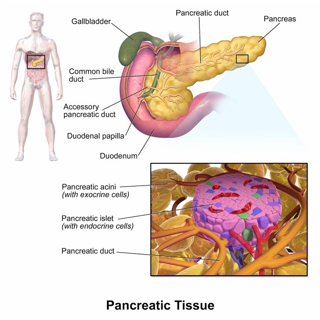 Blausen 0701 Pancreatic tissue